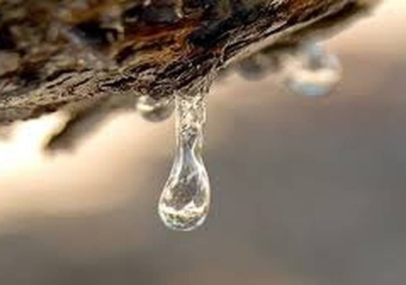 Τι άλλο θα κάνουν οι Τούρκοι... Ανοίγουν θέμα για τη μαστίχα του Αιγαίου