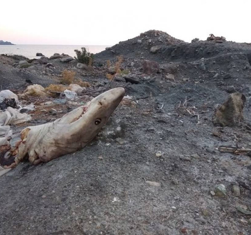 ΣΟΚ στα Χανιά: Το κομμένο κεφάλι στην παραλία «πάγωσε» το αίμα τους! Τελικά ανήκε σε κάτι τρομακτικό