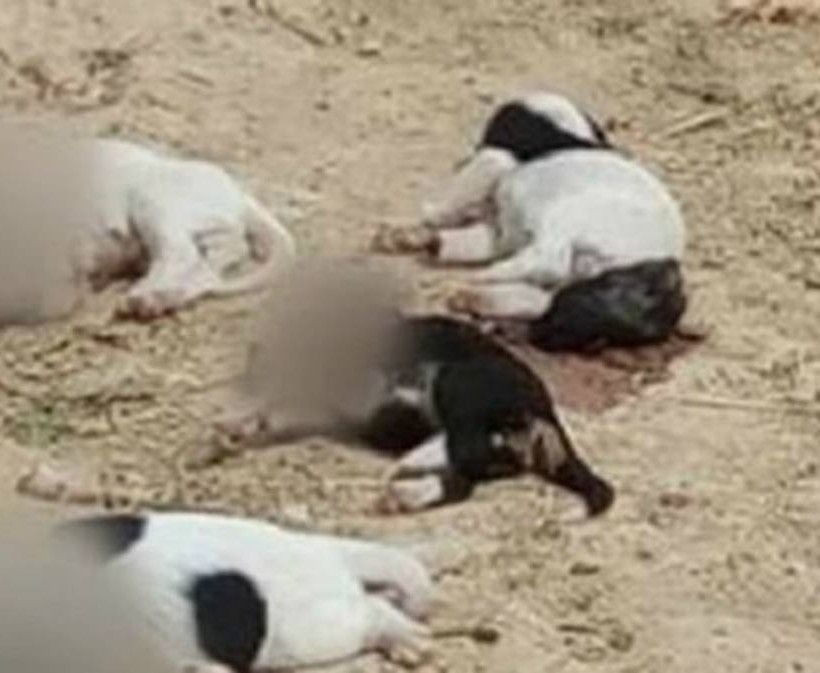 Φρίκη στη Ροδόπη: Aποκεφάλισαν κουταβάκια 