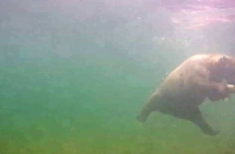 Δείτε την βουτιά αρκούδας για να πιάσει ψάρι (vid)