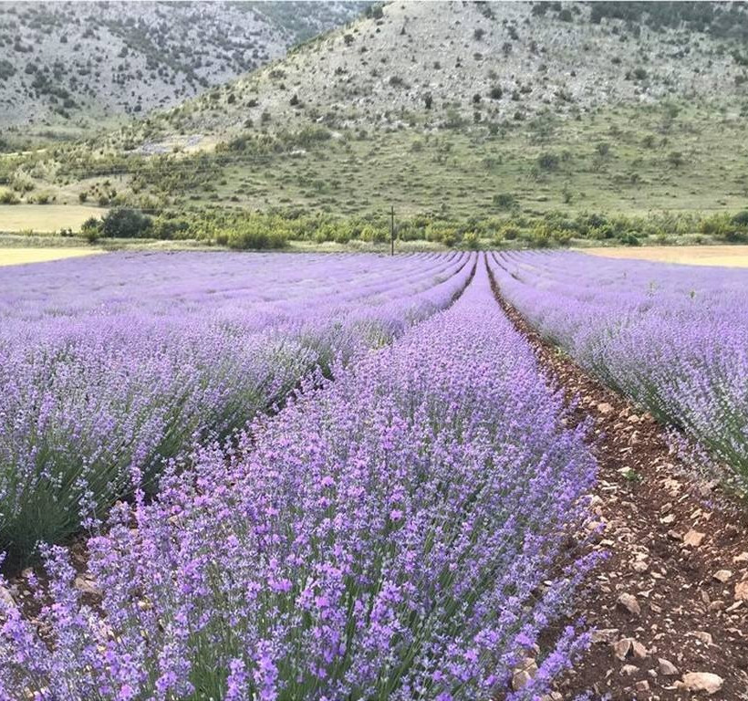 Ο καλύτερος νέος Ελληνας αγρότης για το 2018 μοιράζεται τα «μυστικά» της επιτυχίας του