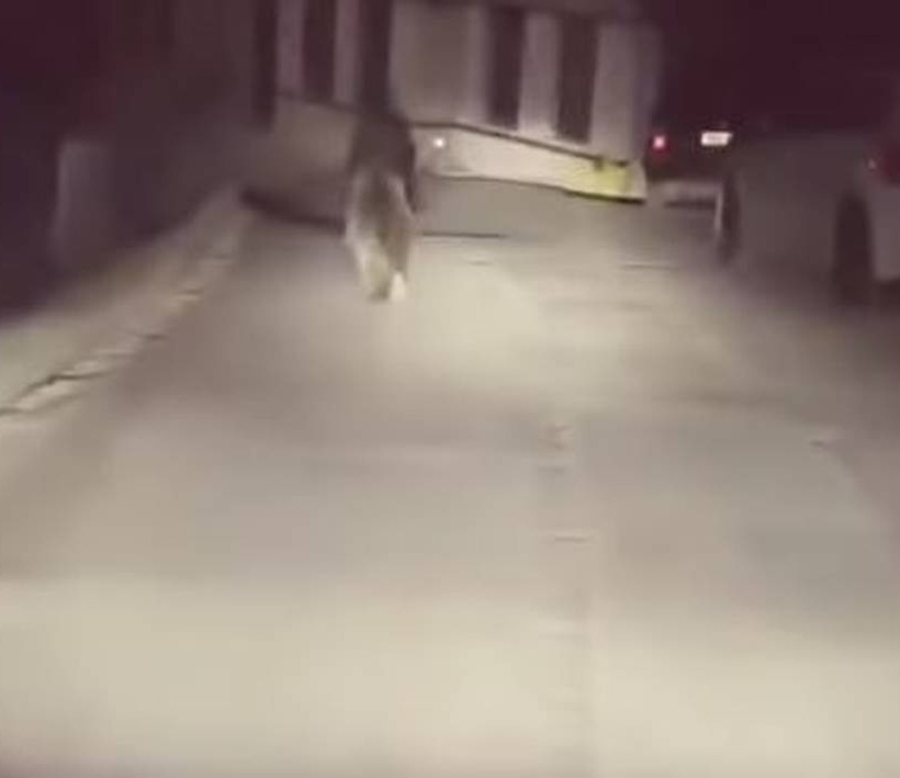 Μέτσοβο: Έπαθε σοκ όταν άναψε τα φώτα του αυτοκινήτου – Απίστευτο αυτό που είδε (pics-vid)