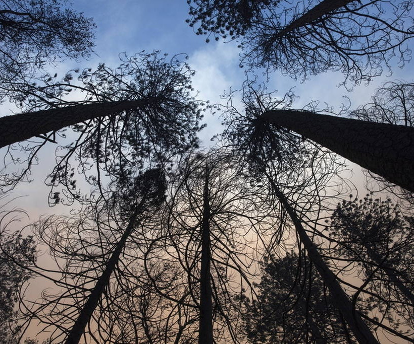 Φρίκη δίχως τέλος: Ανεξέλεγκτες οι φονικές πυρκαγιές στην Καλιφόρνια – Στους 44 οι νεκροί (Vids)