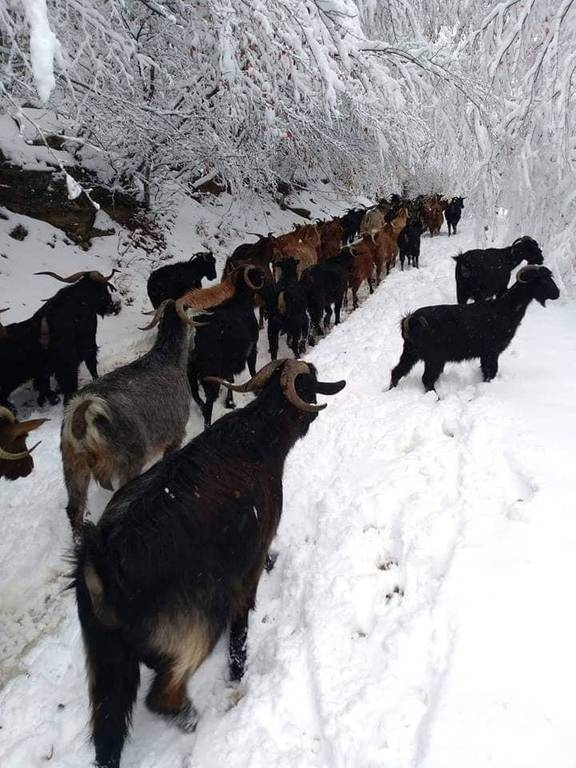 Καιρός: «Βούλιαξε» στο χιόνι η ορεινή Πιερία (pics)