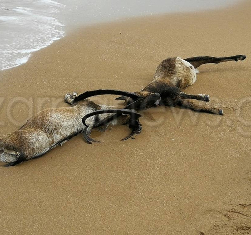 Χανιά: Οι εικόνες που δεν θα ξεχάσει ποτέ κανείς – Έμειναν με το στόμα ανοιχτό (pics)