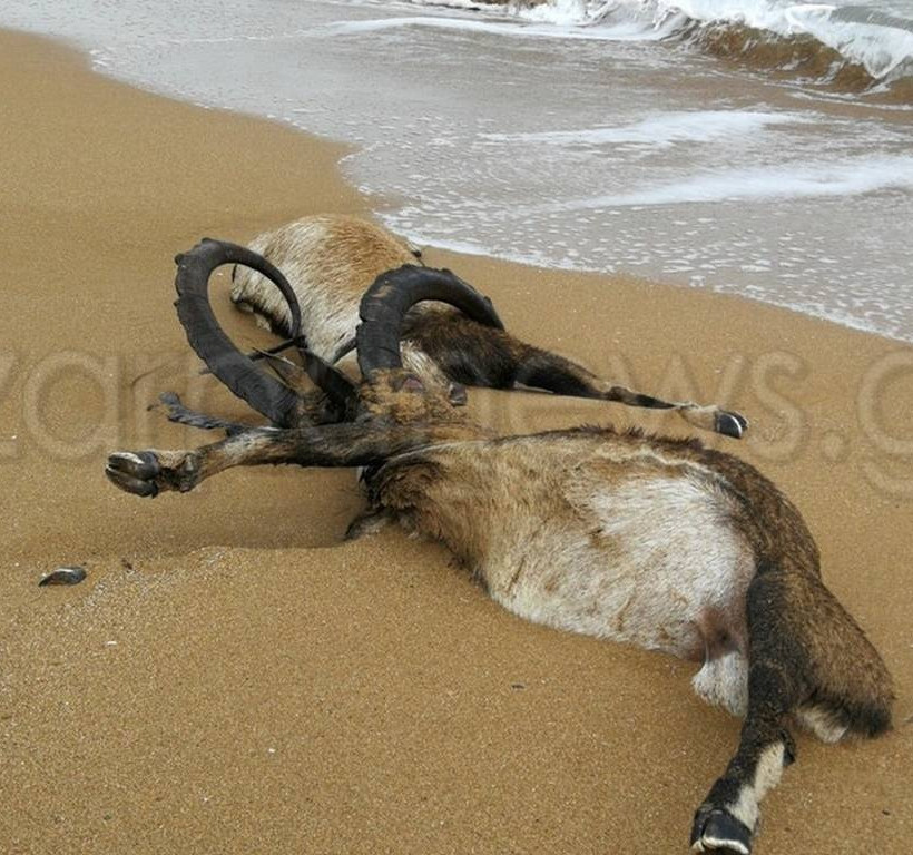 Χανιά: Οι εικόνες που δεν θα ξεχάσει ποτέ κανείς – Έμειναν με το στόμα ανοιχτό (pics)