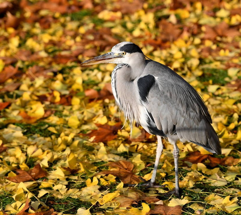 Όταν ο φωτογραφικός φακός αποτυπώνει -μοναδικά- το φθινόπωρο