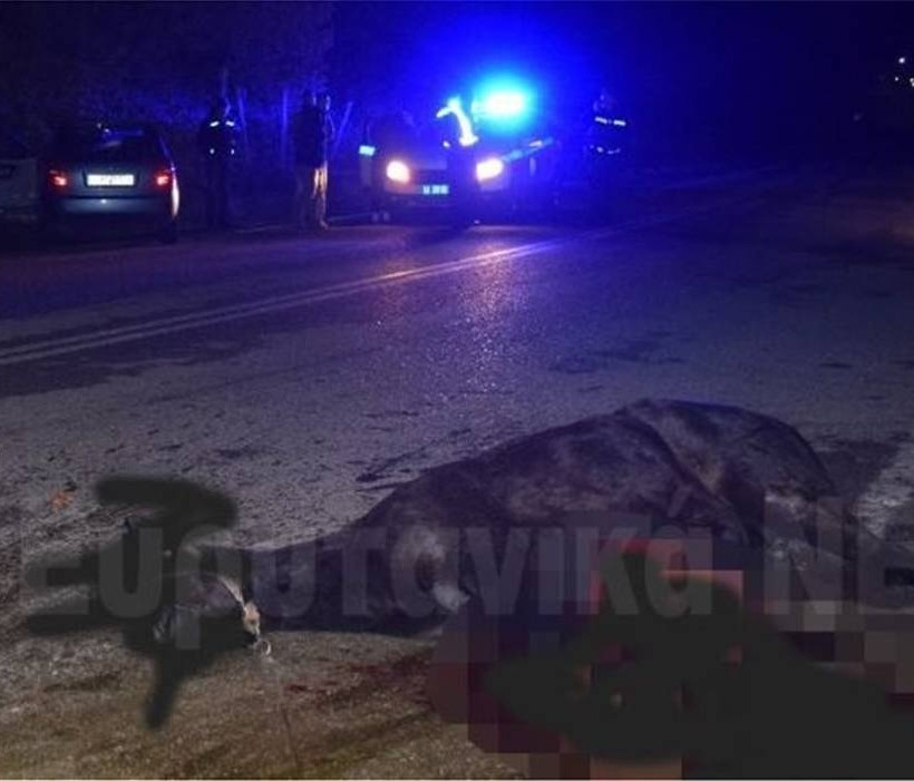 Αυτοκίνητο τράκαρε με άλογο στο Καρπενήσι (ΣΚΛΗΡΕΣ ΕΙΚΟΝΕΣ)