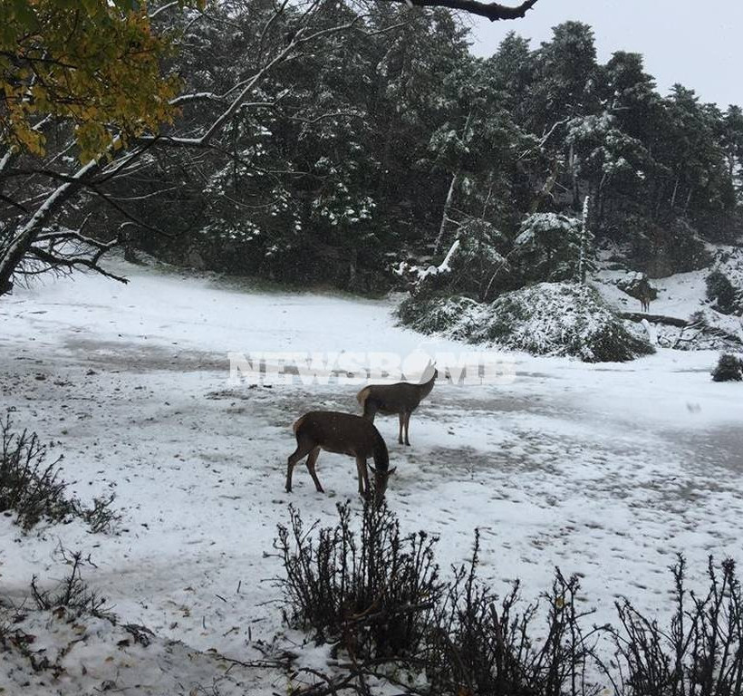 Καιρός: Χιόνιζε όλη νύχτα στην Πάρνηθα – Λευκό τοπίο στο βουνό της Αθήνας (pics+vids)