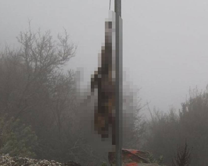 Φρίκη: Κρέμασαν αλεπού σε οδική πινακίδα (pic)