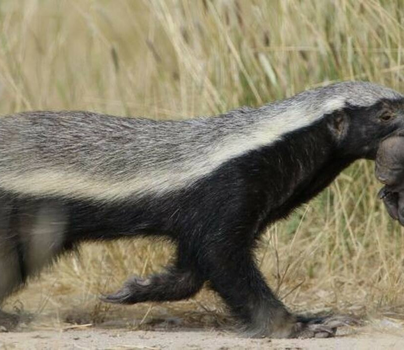 αφρικανικος ασβος-honey Badger