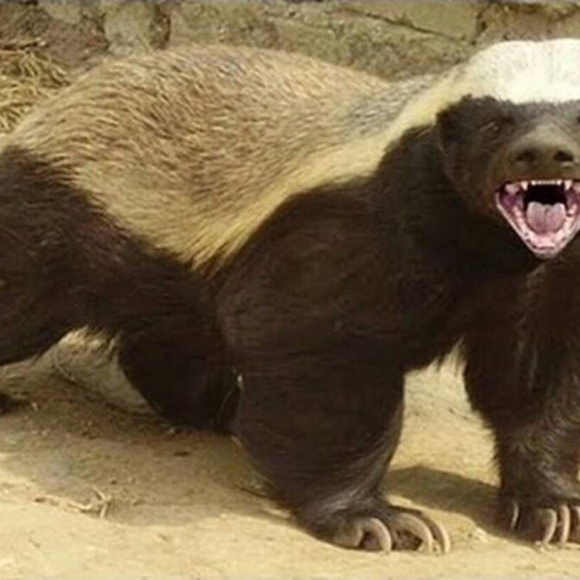 αφρικανικος ασβος-honey Badger