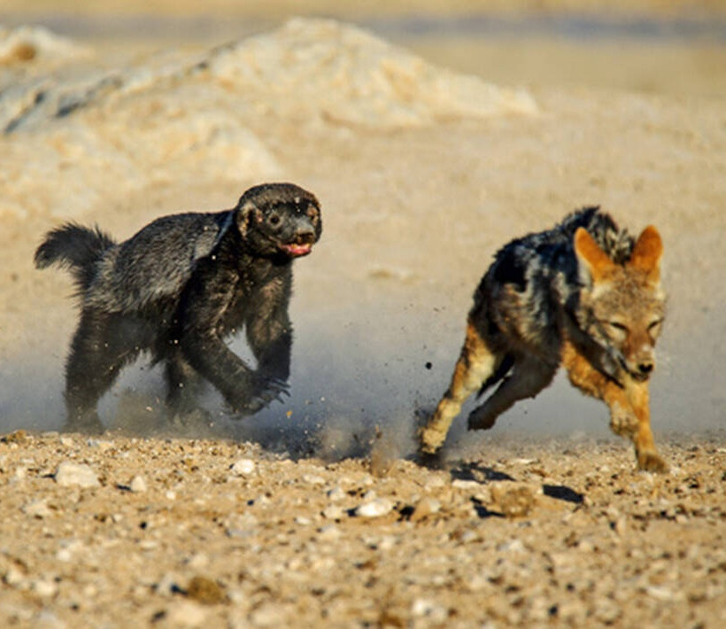 αφρικανικος ασβος-honey Badger