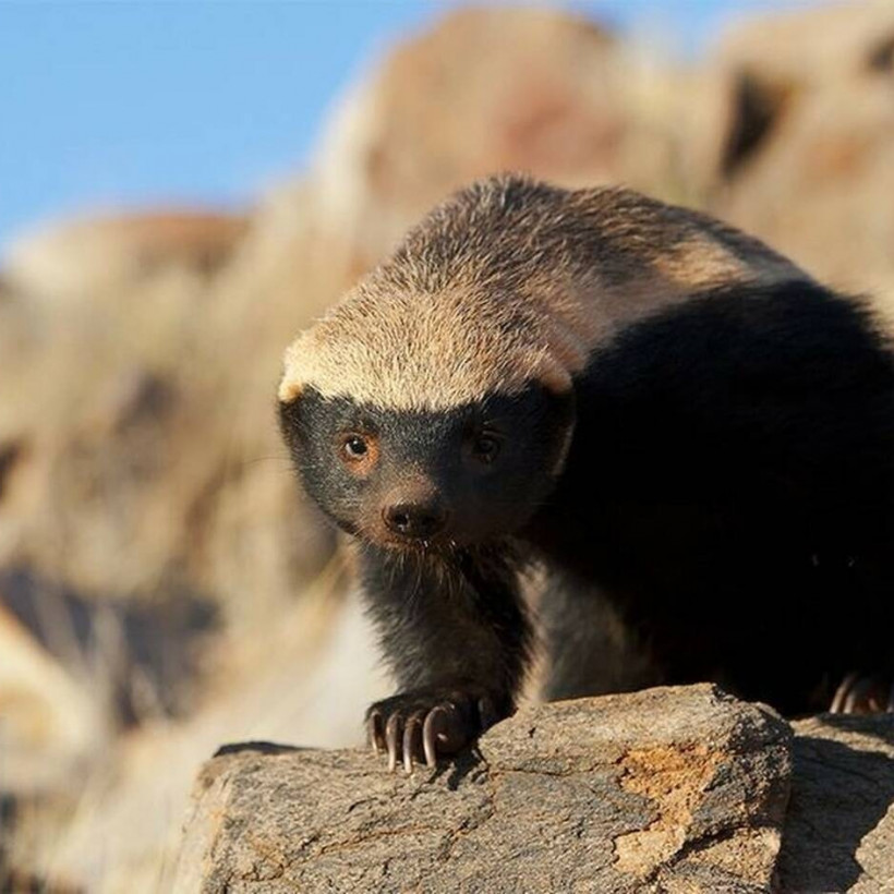 αφρικανικος ασβος-honey Badger