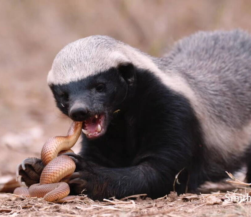 αφρικανικος ασβος-honey Badger