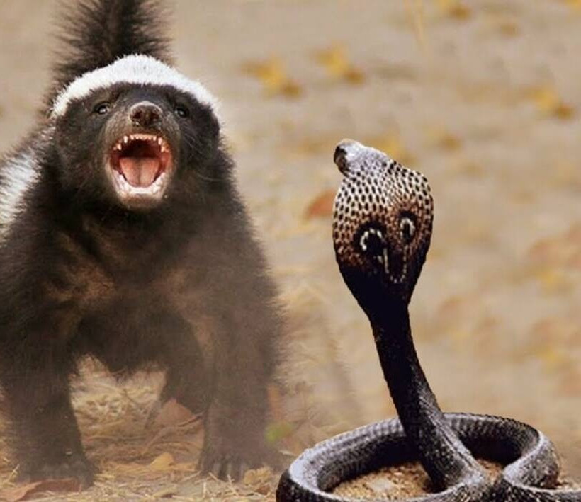 αφρικανικος ασβος-honey Badger