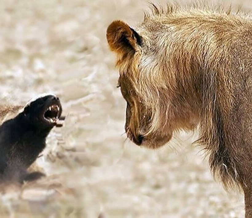 αφρικανικος ασβος-honey Badger