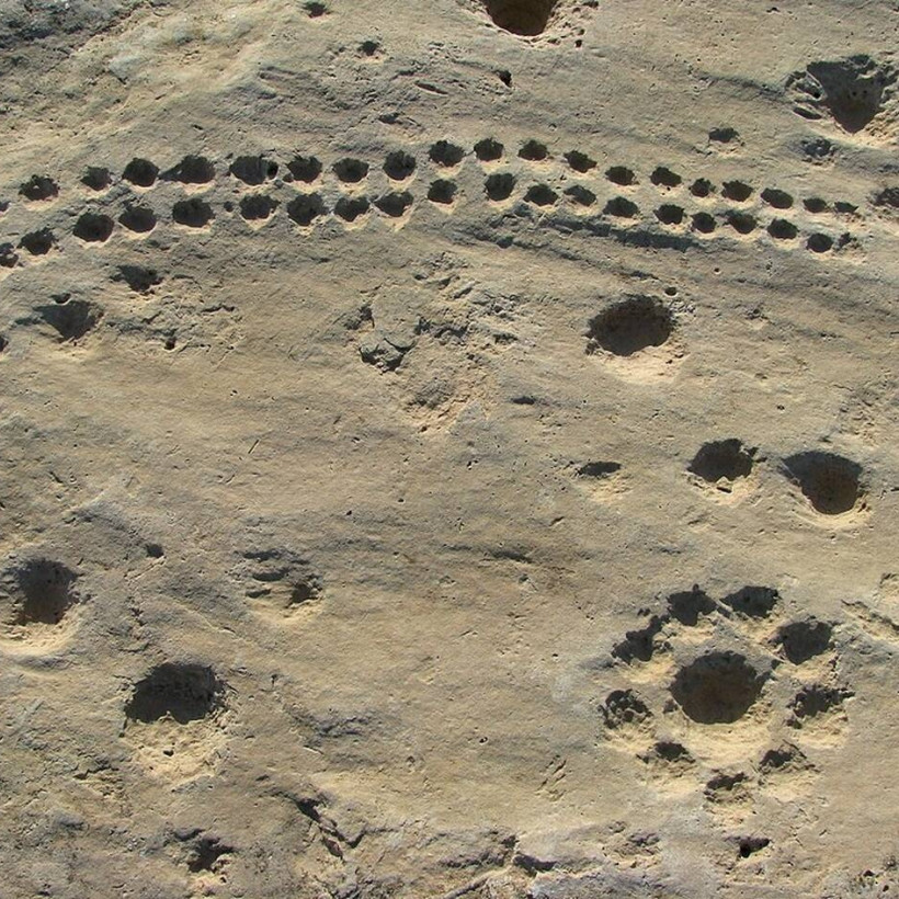 Περισσότερο από το ένα τρίτο των πετρογλυφικών απεικονίζουν μοτίβα κυπέλλων σε διάφορες διαμορφώσεις, σχήματα και μεγέθη