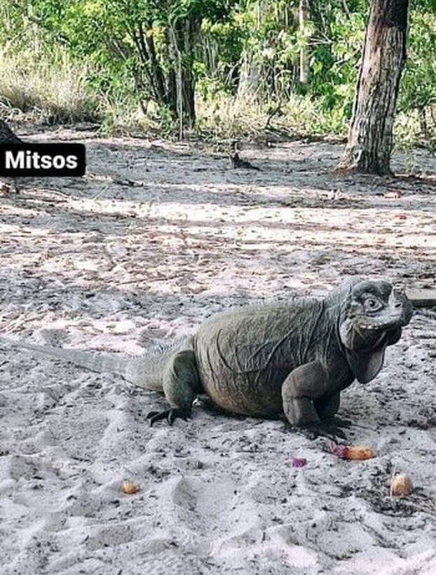 Survivor Μήτσος