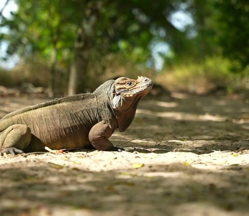 Survivor Μήτσος