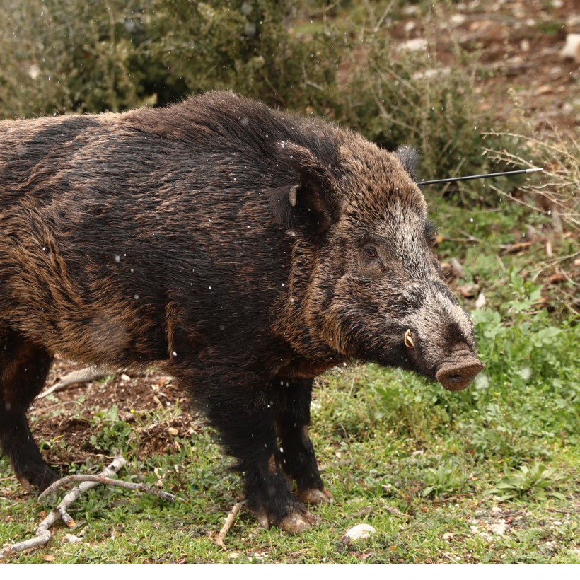 ÁÃÑÉÏÃÏÕÑÏÕÍÏ ÓÔÇÍ ÐÁÑÍÇÈÁ ÊÏÍÔÁ ÓÔÏ ÔÅËÅÖÅÑÉÊ