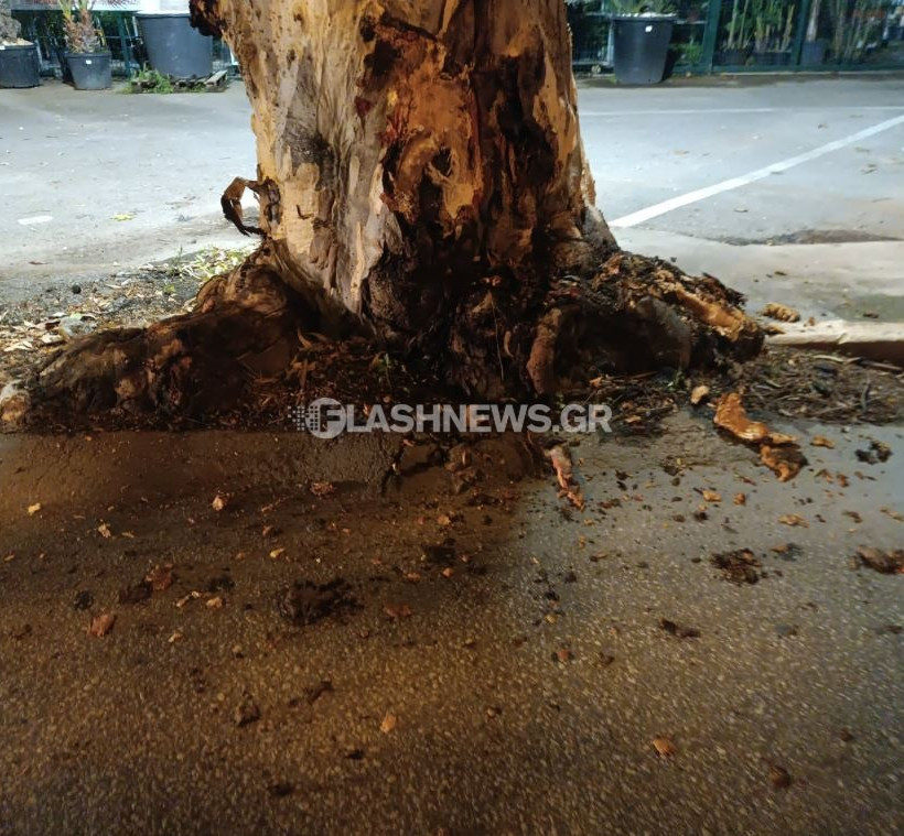 Kρήτη: Κινηματογραφικό τροχαίο στη Λεωφόρο Σούδας - Αυτοκίνητο προσέκρουσε σε δέντρο και ανετράπη 5 Kρήτη: Κινηματογραφικό τροχαίο στη Λεωφόρο Σούδας - Αυτοκίνητο προσέκρουσε σε δέντρο και ανετράπη