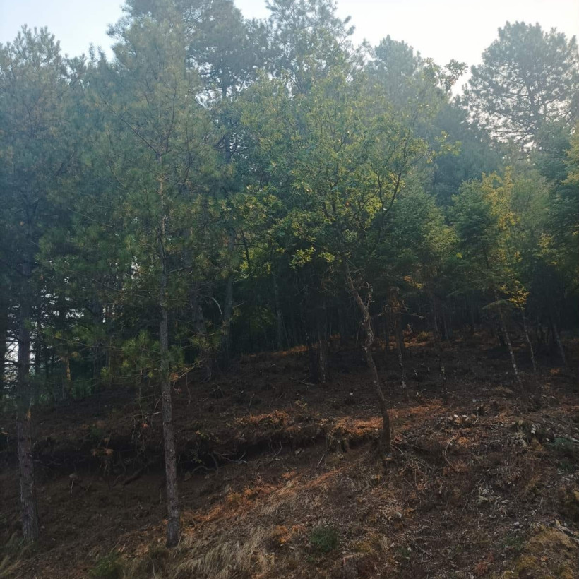 ΚΟΝΙΤΣΑ