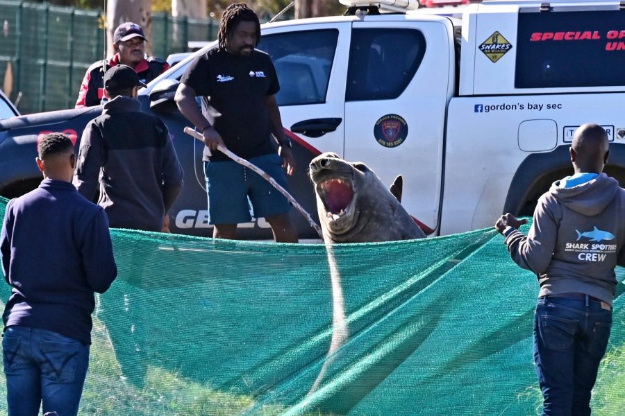 thalassios-elefantas