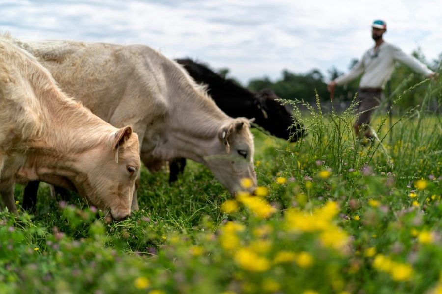 texas cows