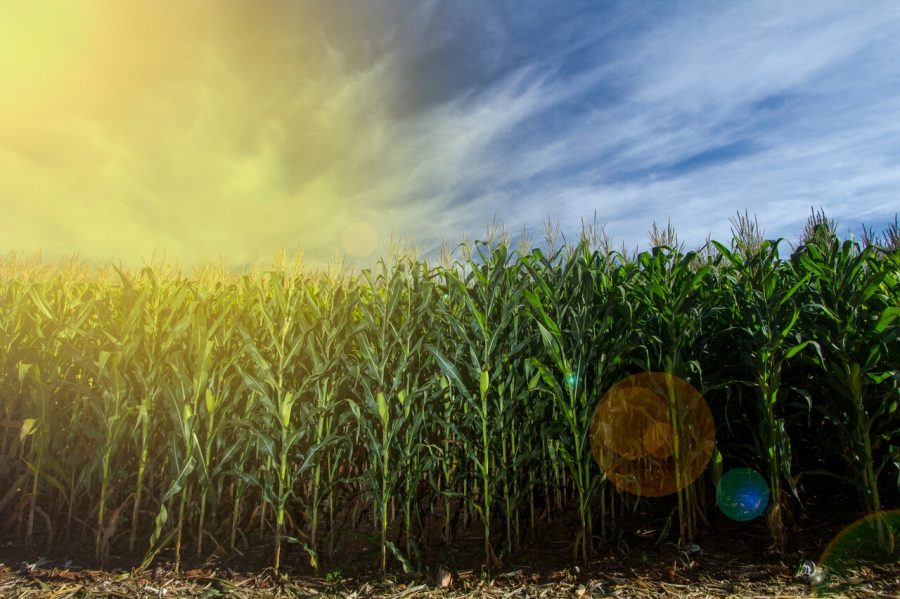 Corn,Crop,And,Planting,With,Sunlight,In,Panoramic,View,In