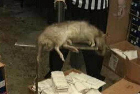 arouraios9348293842394