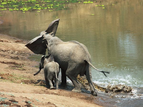 elephant-vs-alligator-fight-3
