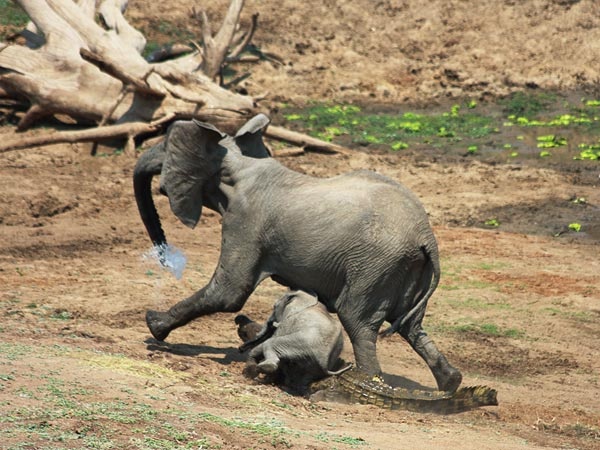 elephant-vs-alligator-fight-4