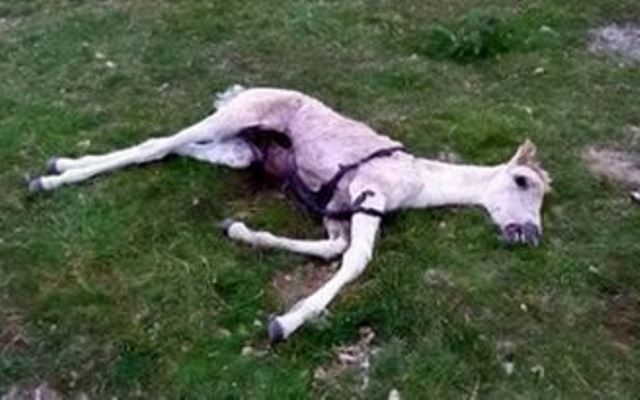 horse 1