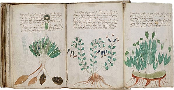 voynich1