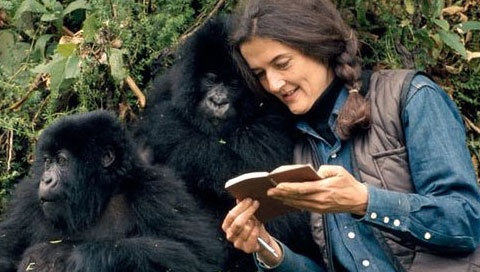 dian-fossey-480