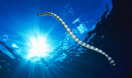pio-epikinduna-plasmata-thalassas-08