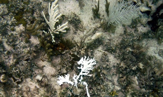 pio-epikinduna-plasmata-thalassas-09