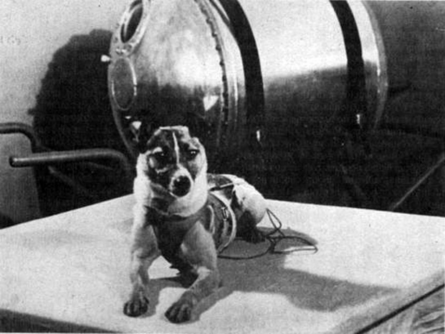 laika