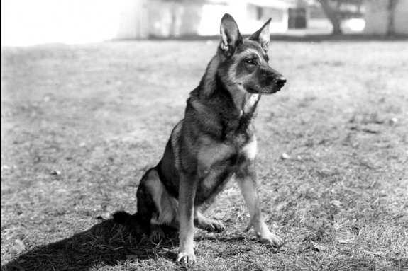 rin-tin-tin