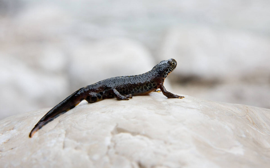 Alpenmolch Alpine Newt Triturus alpestris