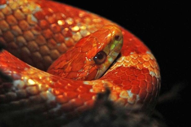 Corn-snake-3288816