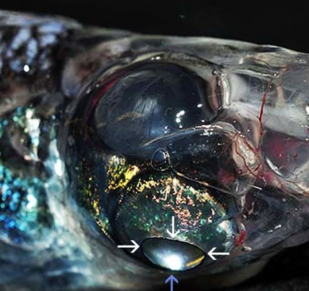 A-four-eyed-deep-oceajpeg-3277168