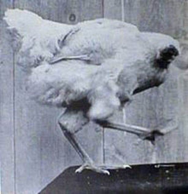 bcvnb