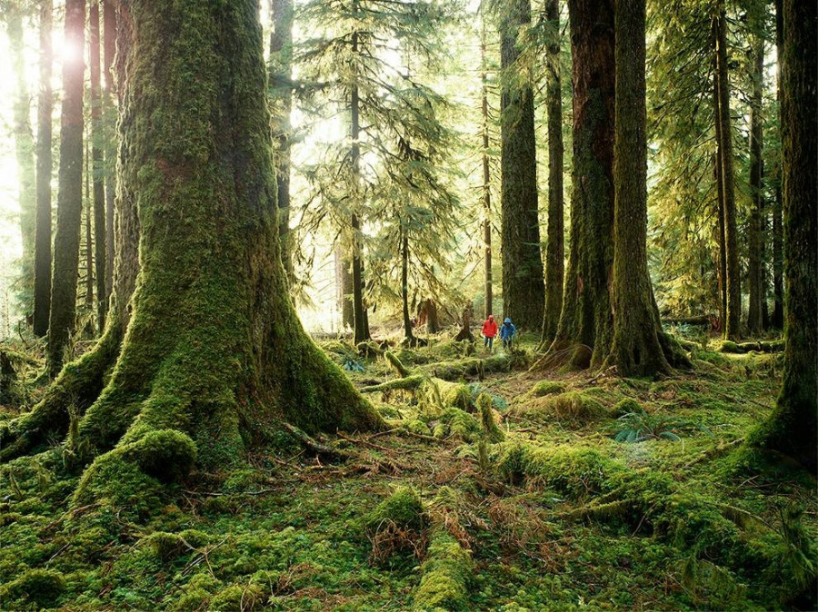 hikers-hoh-rainforest-washington 77996 990x742