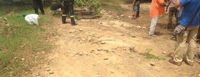 KROKODEILOS2-650x250