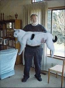 snowball11111111111111111