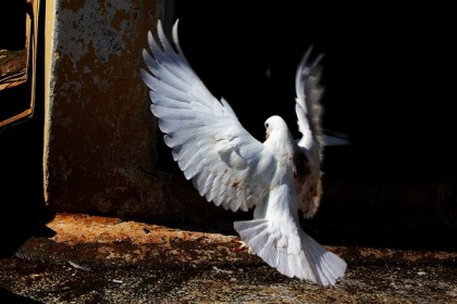 big-freedom by hidlight