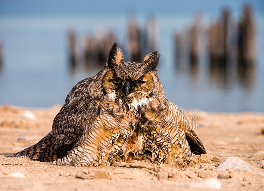 owl-can-swim-lake-michigan-5