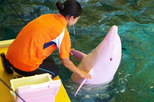 Albino Dolphin2
